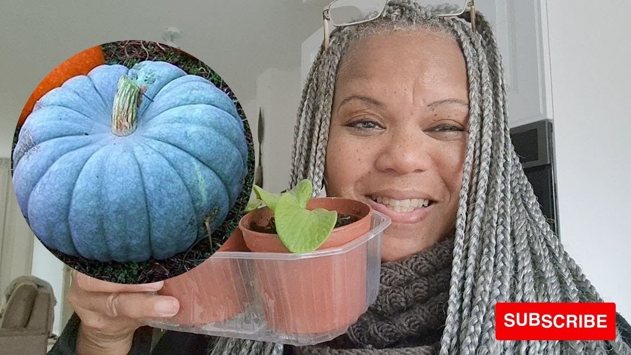HOW TO GROW BLUE JARRAHDALE PUMPKINS