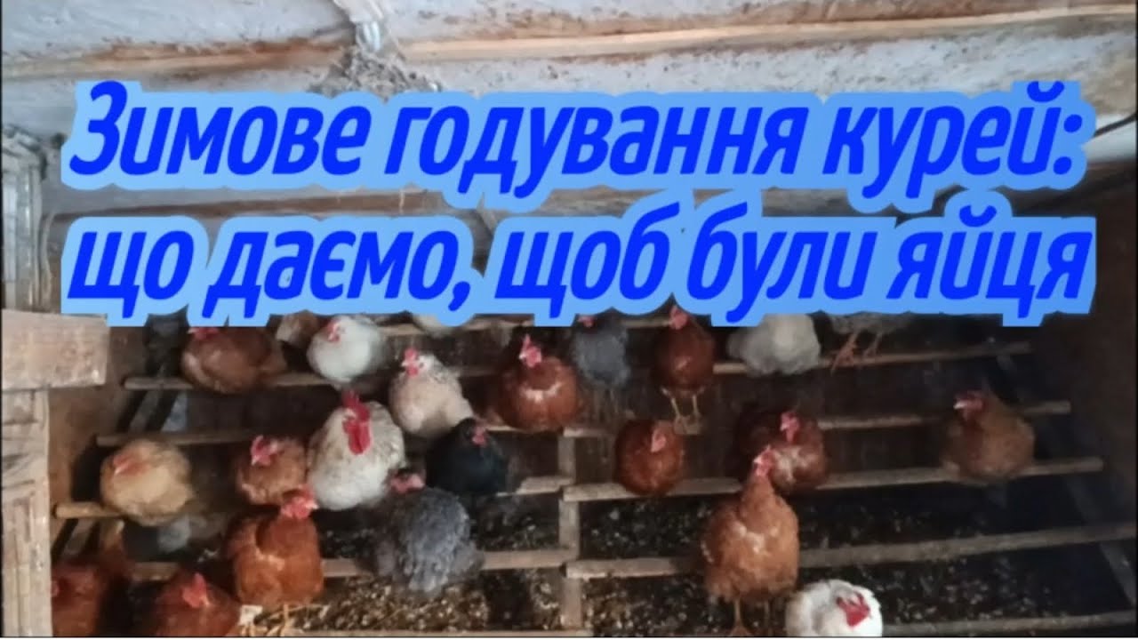 Зимове годування курей: що даємо, щоб були яйця