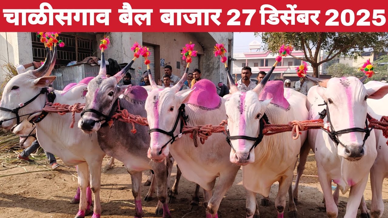 चाळीसगाव बैल बाजार | चाळीसगाव बैल बाजार 27 डिसेंबर 2025 | chalisgaon bail bazar 