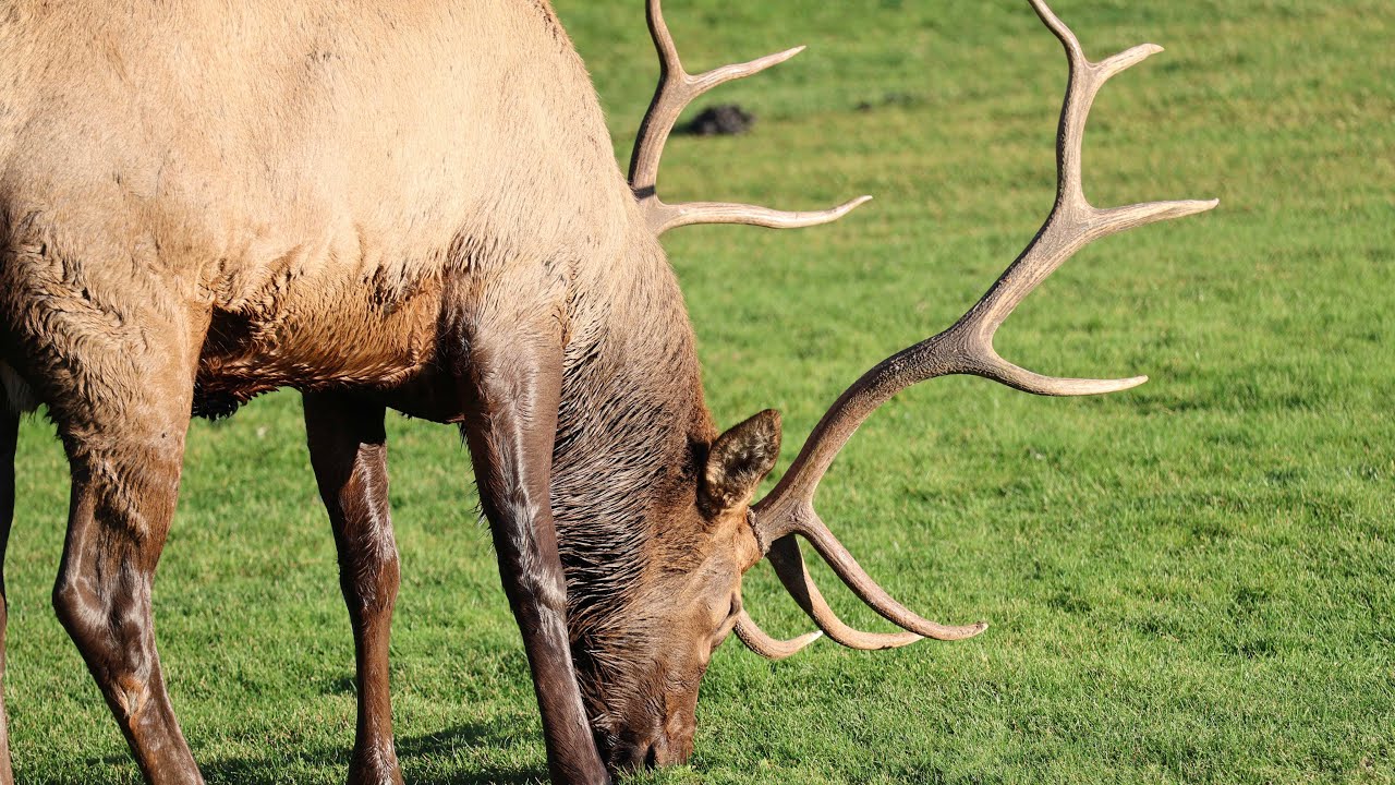 THE ELK RUT | ESTES PARK | YMCA RESORT | 4K | COLORADO  