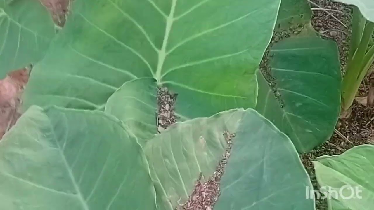 Fiz um lugar pro pe de cara subi vida na roça #vidanaroça # #horta #hortaliças #sitio 