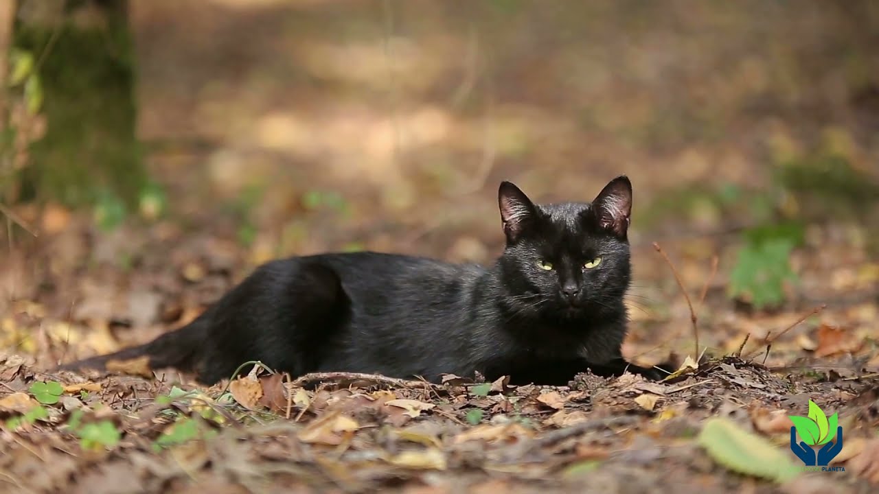 Gato Bombay: tipos, características, comportamiento...