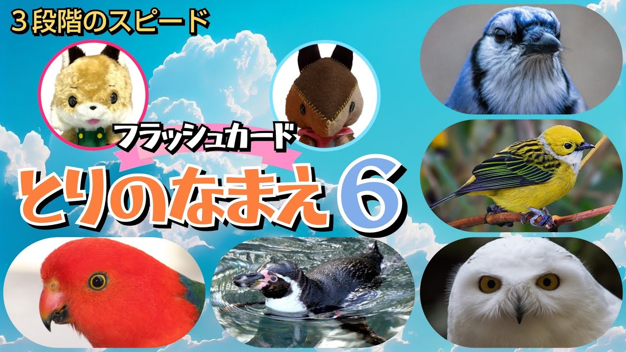 【フラッシュカード】くり返しておぼえる♪ひらがなで「とりの なまえ６」