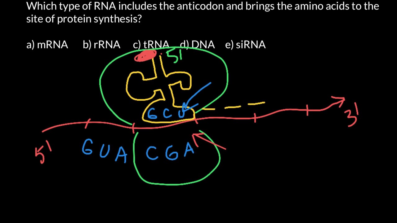 Codons and anticodons explained