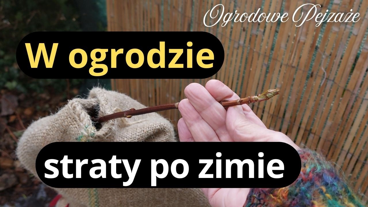 Co się dzieje z tymi roślinami, problemy w ogrodzie po zimie