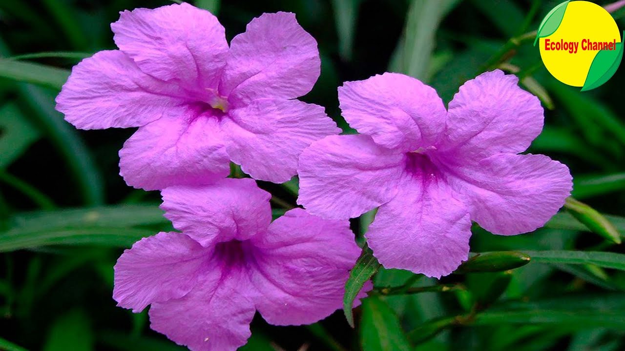 10 Lindas Variedades de Ruellia
