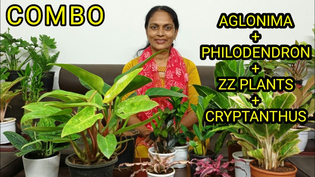 AGLONIMA/ PHILODENDRON/CRIPTHANTHUS/ ZZ PLANTS DIFFENBACHIA/ COMBO OFFER/INDOOR PLANTS