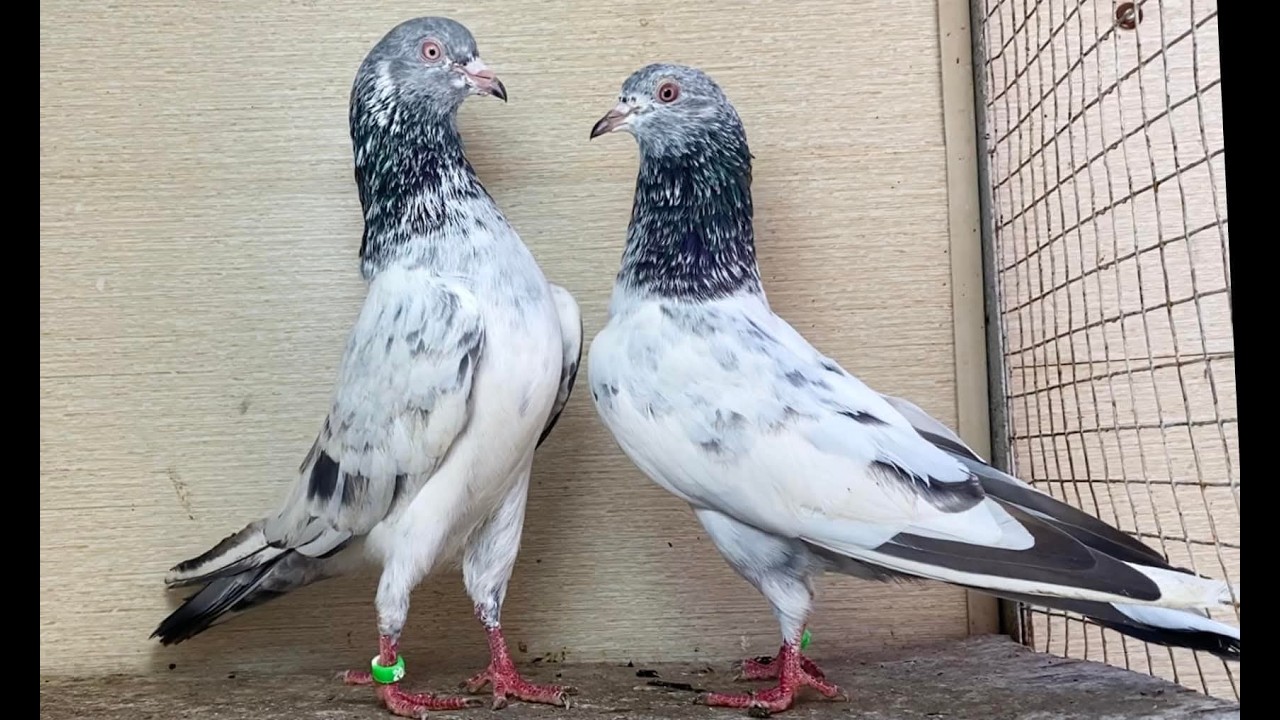 Top Quality Golden Kabootar for sale in Lahore M. Usman 0311-4182982
