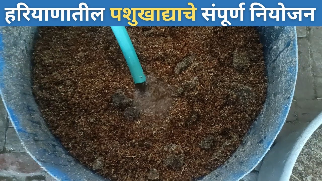 हरियाणातील पशुखाद्याचे संपूर्ण नियोजन