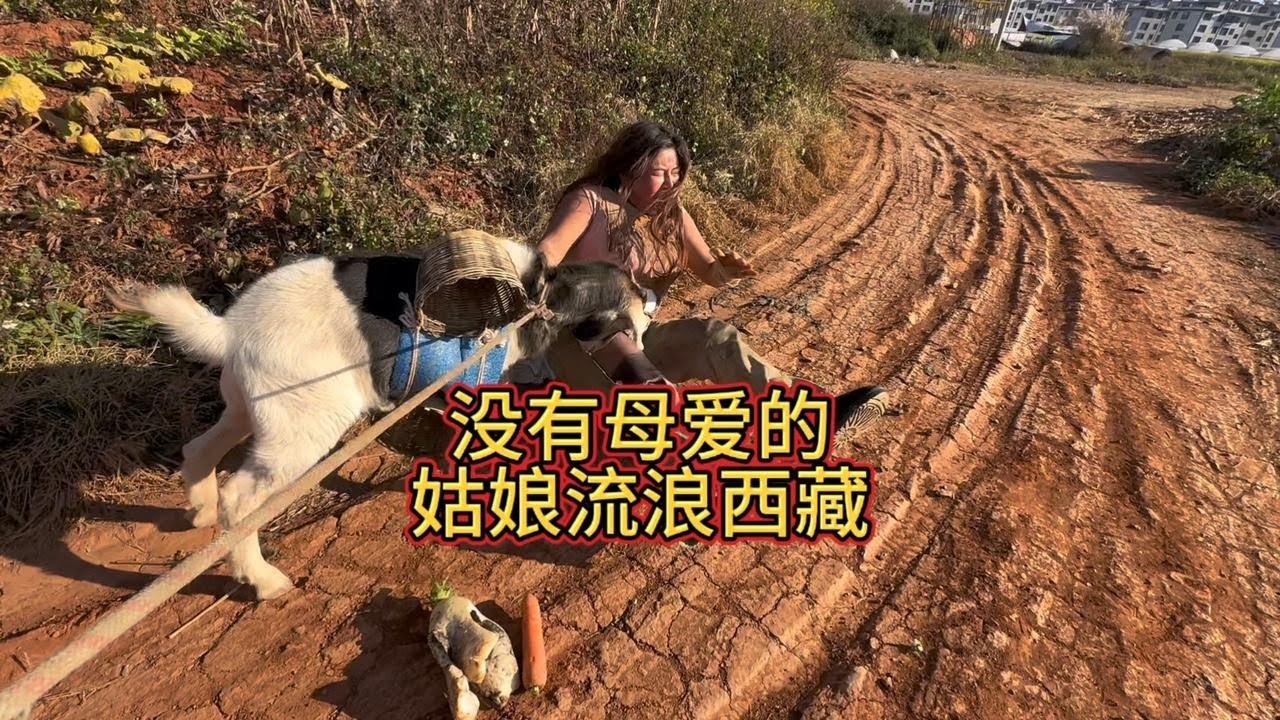这姑娘经历了很多说不出的故事 她如今带着羊羔徒步西藏