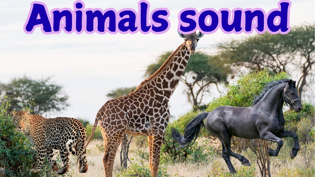 Animal Sounds for Kids| Learn Farm & Wild Animal Sounds with video |Educational Video #Animalsounds