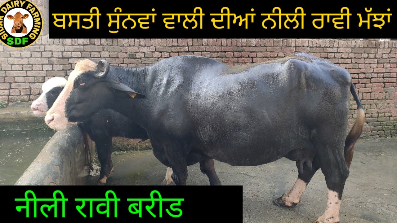 Pure nili ravi buffaloes, ਦੇਖੋ ਬਸਤੀ ਸੁੰਨਵਾਂ ਵਾਲੀ ਦੀਆਂ ਨੀਲੀ ਰਾਵੀ ਮੱਝਾਂ