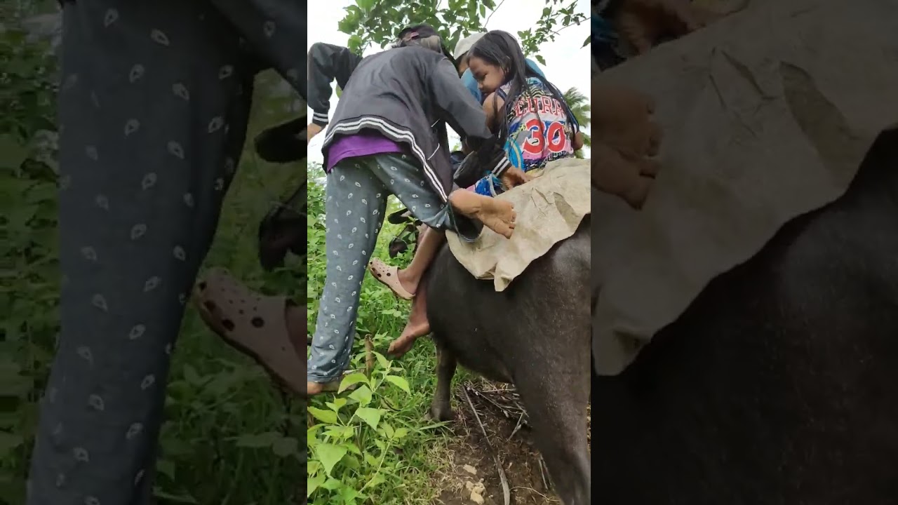 Riding a Buffalo | Carabao | Kalabaw