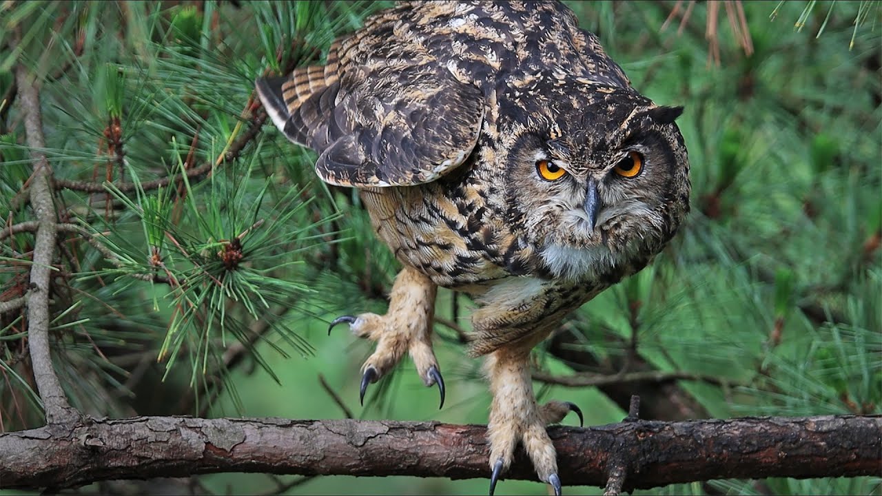 Eagle owl 수리부엉이