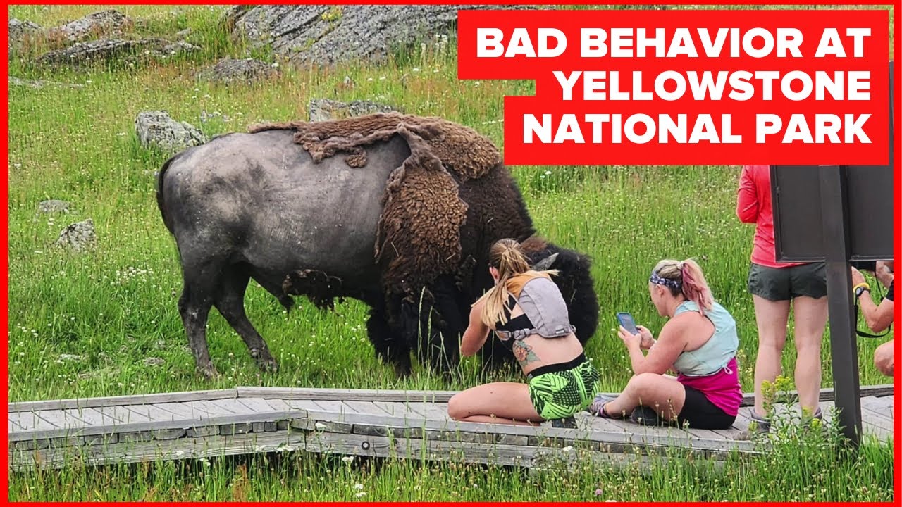 Bad behavior is increasing in Yellowstone National Park