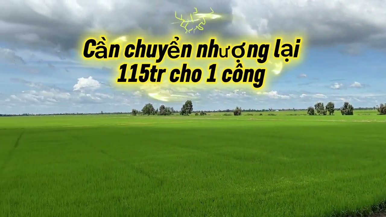 23 mẫu xã mộc hóa tỉnh Long an (Tây ninh mới) cần ra 115 tr cho 1 công 