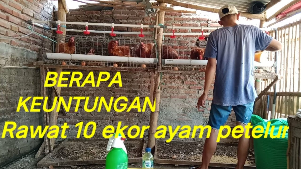 Keuntungan telur dari 10 ekor ayam petelur