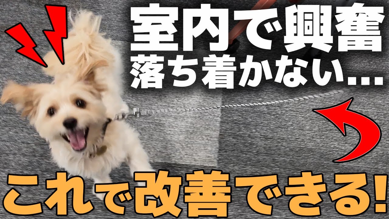 【実践動画】室内で犬の興奮を落ち着かせる方法｜お家でできる簡単トレーニング【犬のしつけ】