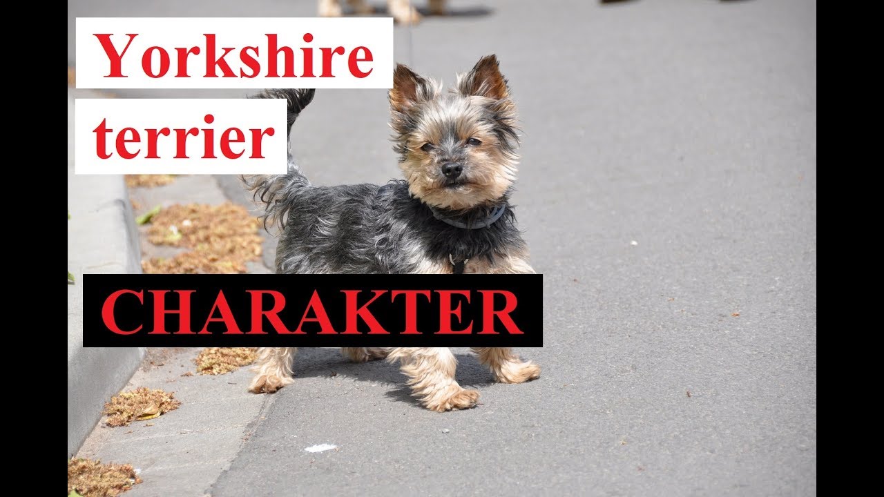 YORKSHIRE TERRIER - CHARAKTER