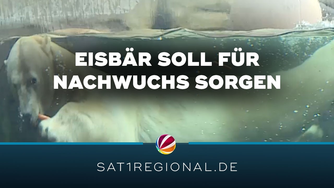 Eisbär soll im Tierpark Hagenbeck für Nachwuchs sorgen
