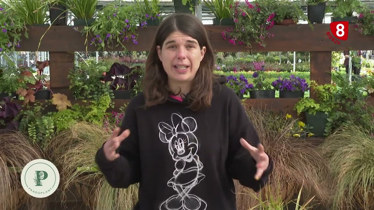 Jardines verticales, ¿qué plantas son ideales para montarlos?
