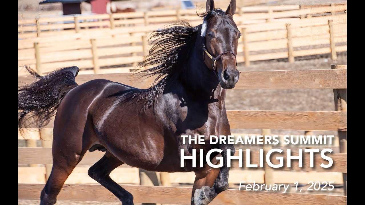 Dreamers Summit Highlights | Lan-Chester Equine | Marvellous Tooma