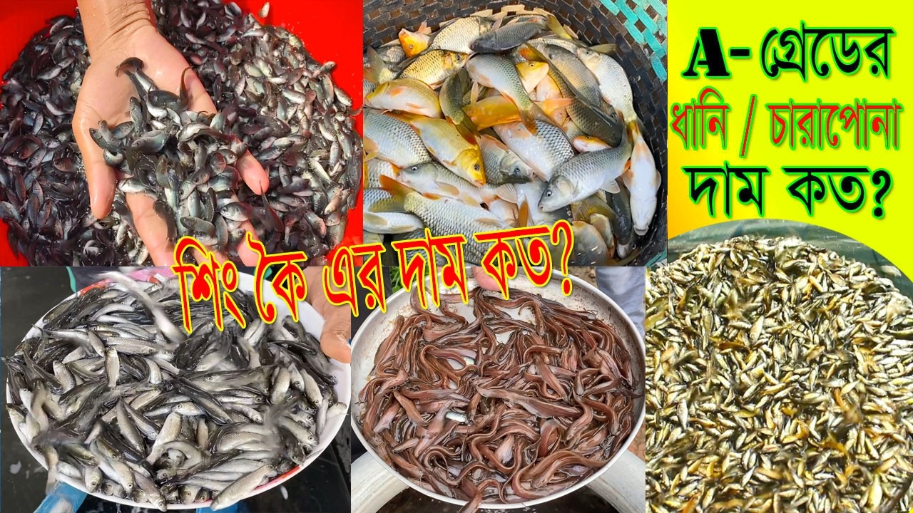 শিং ও কৈ মাছের পোনা সহ ভিন্ন ভিন্ন ধানি ও চারাপোনার পাইকারি দাম কত?A-গ্রেডের চারাপোনা দেখুন এই পর্বে