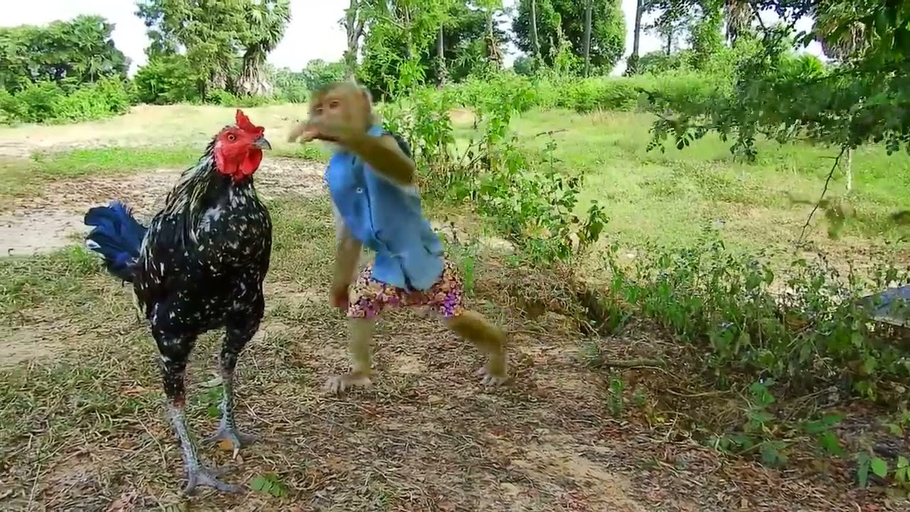 MACAQUINHO BRINCANDO COM UM DOG E UM GALO