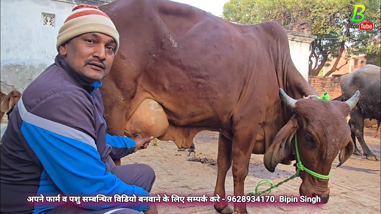 📡पूरा दिन जगह-जगह घुमने पर यह सब बिकाऊ गाय व भैंस देखने को मिली | Desi Cow | Bipin Singh Dildarnagar