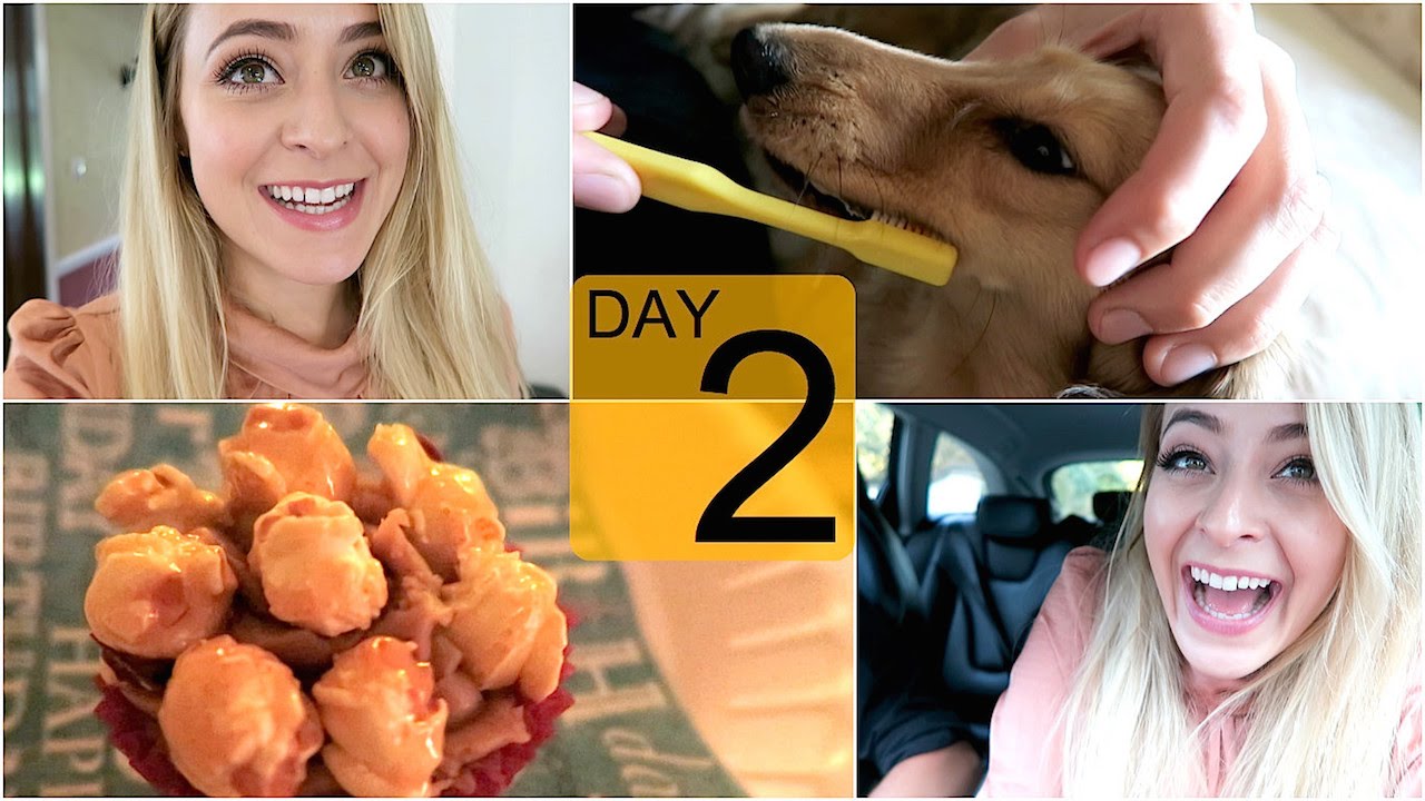 Piglet's TOOTHBRUSH! Vlogtober 2
