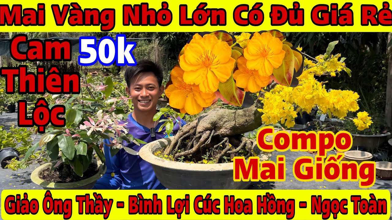 13/3☎️0964067178☎️🌲Mai Vàng Giá Rẻ🌲Cam Thiên Lộc-Giảo Như Ý-Ngọc Toàn-Bình Lợi-Cúc Hoa Hồng...🌲