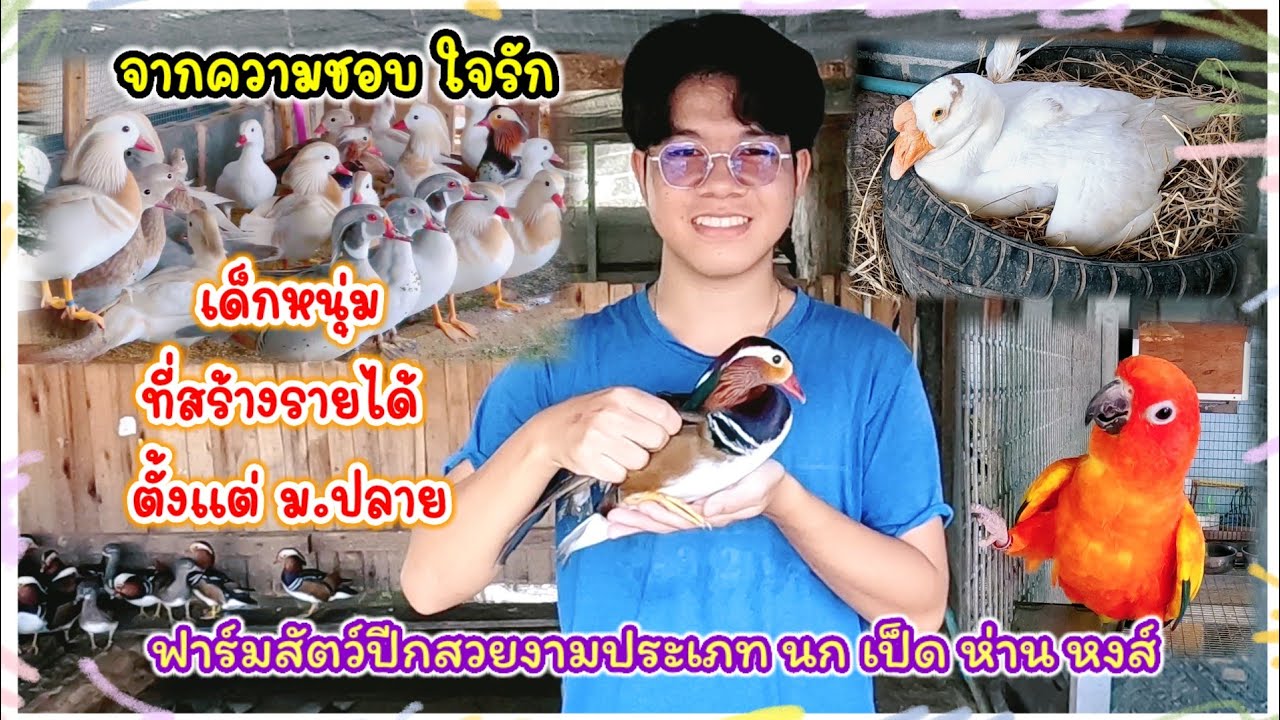 บุกฟาร์ม เป็ดแมนดาริน หงส์ ห่าน นก ที่พนัสนิคม จ.ชลบุรี  จัดส่งได้ทั่วประเทศ