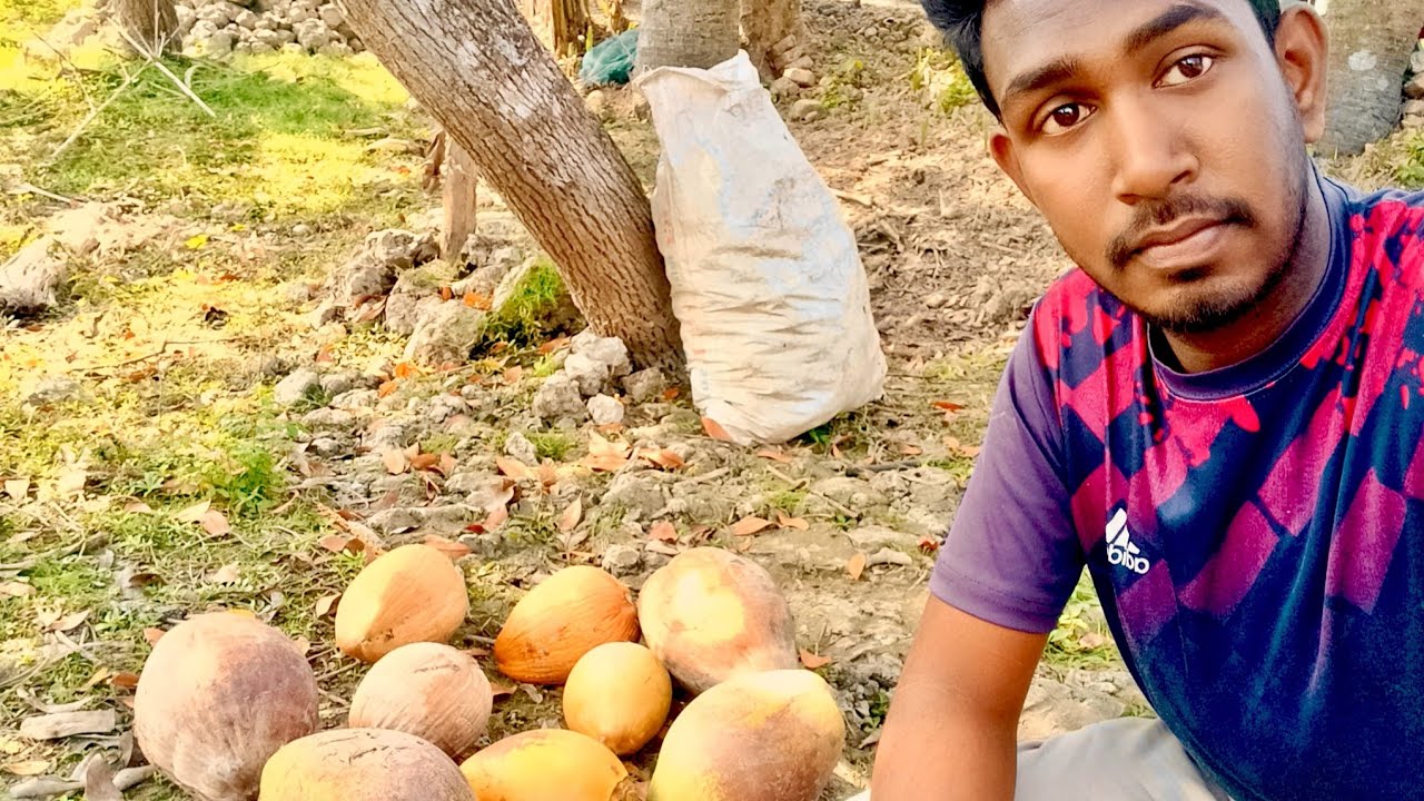 বাঁশ দিয়ে নারিকেল পাড়তে গিয়ে  🥴| prime agro