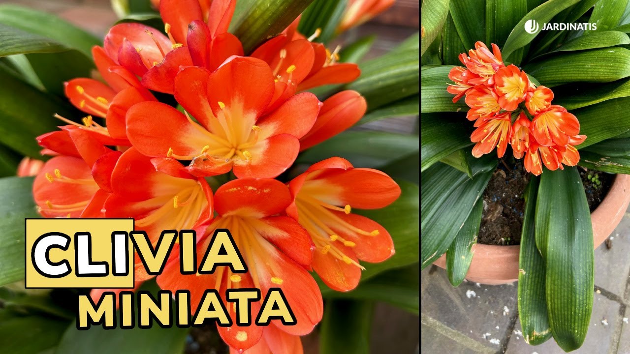 CLIVIA MINIATA: Cuidados de esta planta resistente de interior // Jardinatis