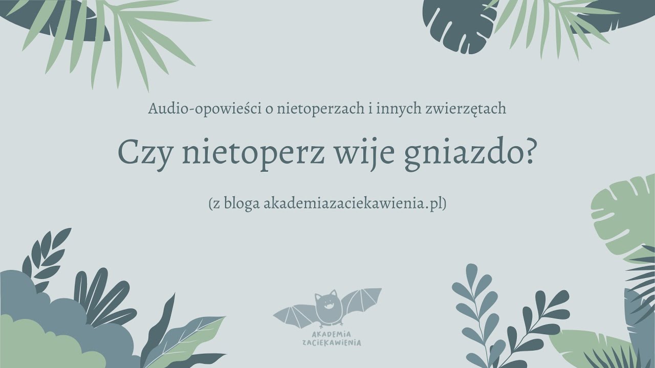 Czy nietoperz wije gniazdo?