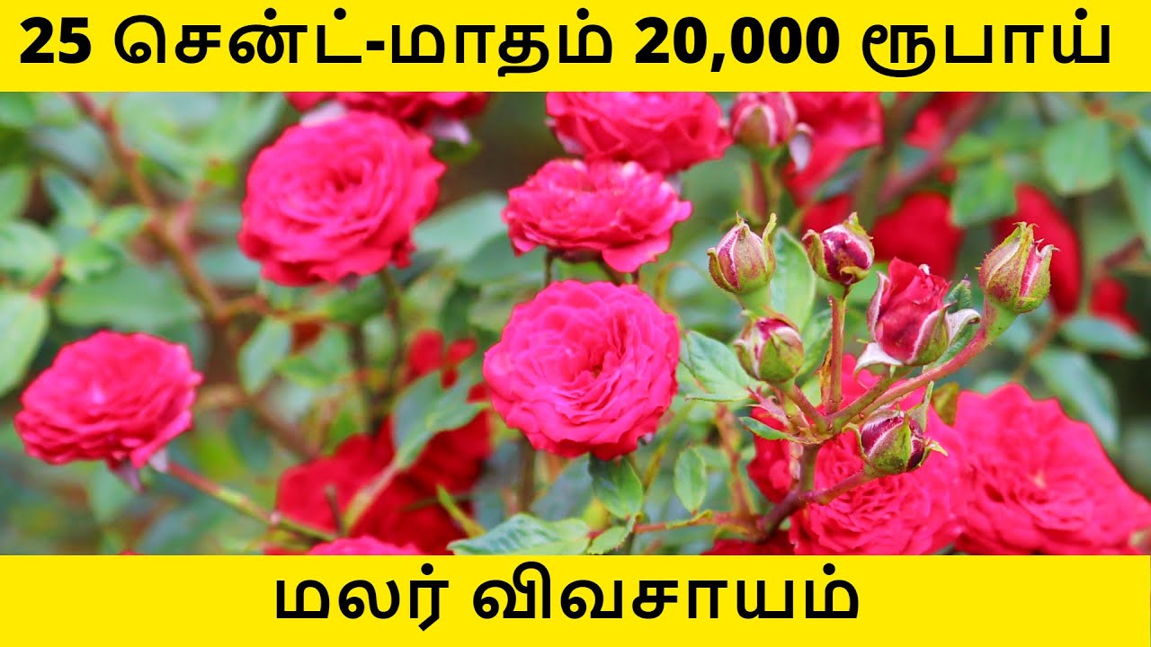 Rose farming Button Rose agriculture in Tamil - 25 சென்டில் பட்டன் ரோஜா மலர் விவசாயம்!