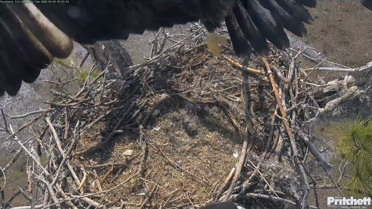 SWFL EAGLE CAM 2026.3.3 E26 is now capable of high and prolonged hovering.