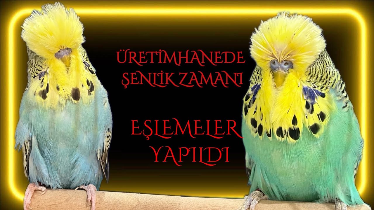 Eşlemelerimiz yapıldı… #muhabbetkuşu #birds #showjumbo #budgerigar #budgies #muhabbetkuşuüretimhane 