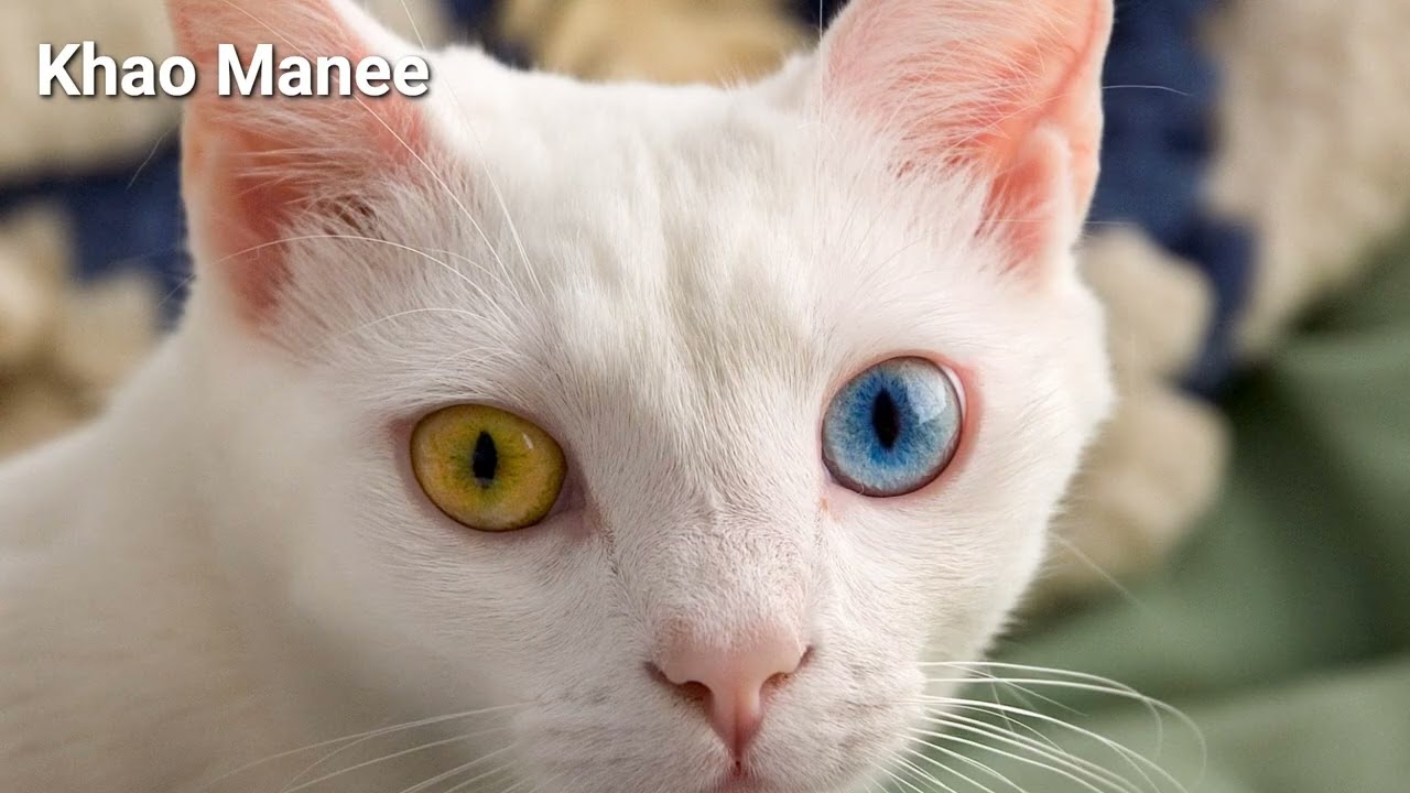 All Cat Breeds Slideshow