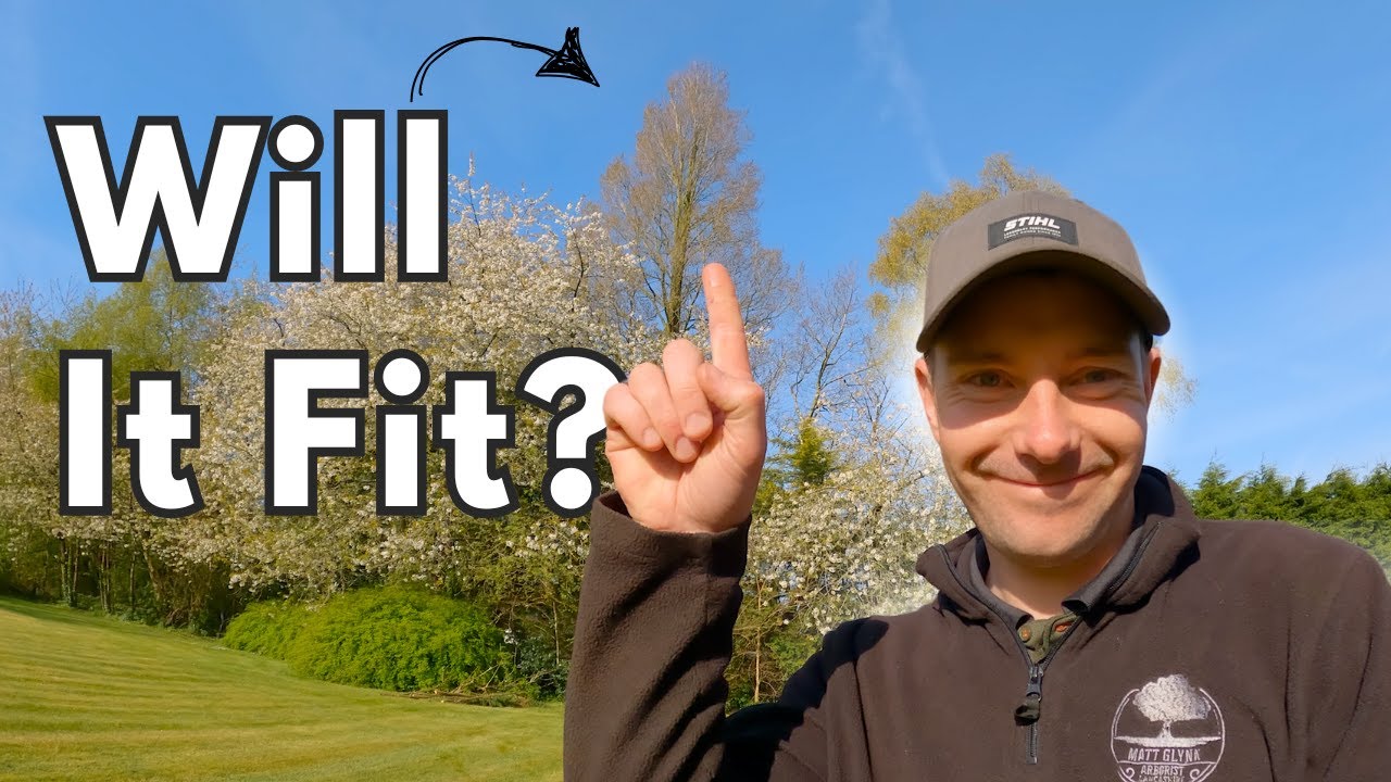 I Decided To Fell This Tree