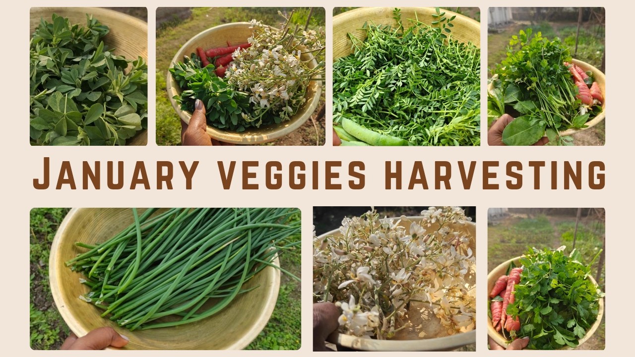 ||January Garden Update||Vegetable Harvesting: Itni Saari Sabziyan