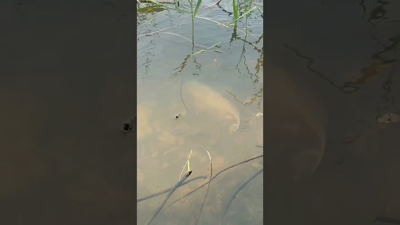 Carp at Spruce Run Reservoir