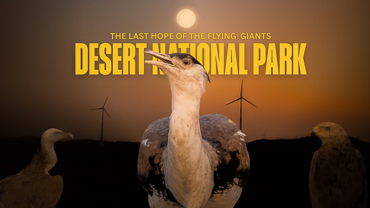 Desert National Park| The Last Hope of the Flying Giants | हिंदी | English 