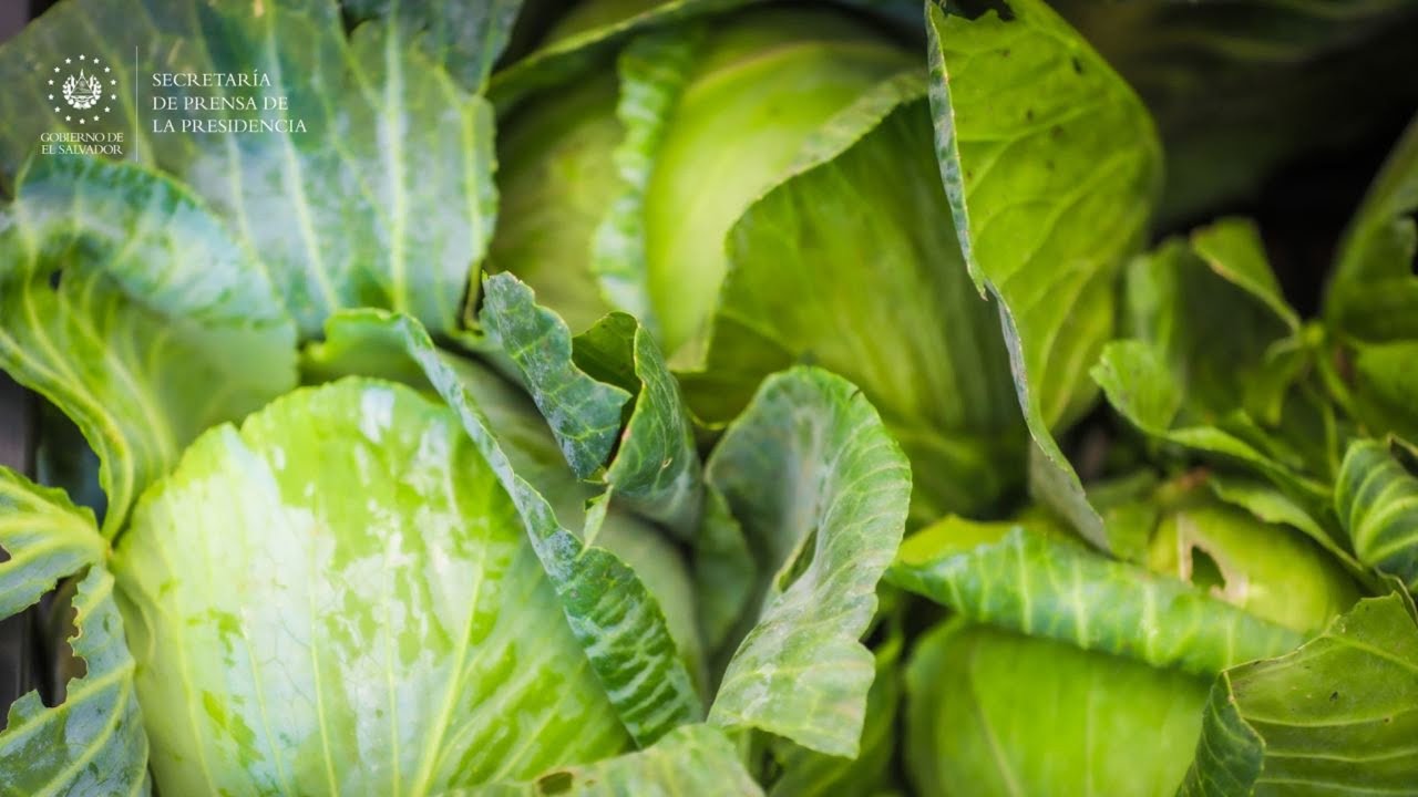 Gobierno lanza 16 agromercados a escala nacional, para favorecer desarrollo de productores