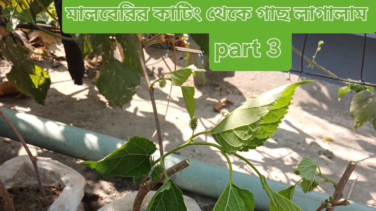 মালবেরি কাটিং থেকে গাছ লাগালাম ফুল ভিডিও 🌱