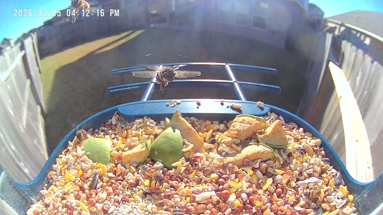 Yellow Jackets Have Invaded The Feeder 🐝 🕊️ Birds of Houston