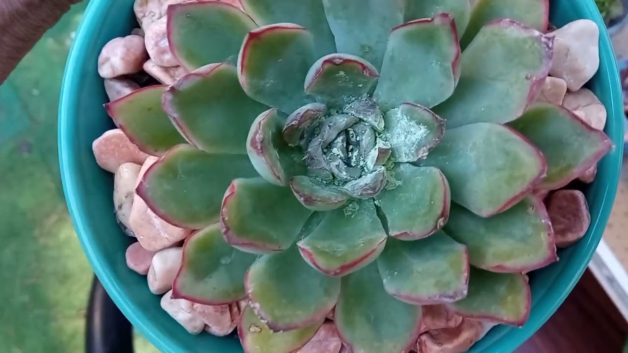 Mis 12 Suculentas Más Feitas del mes de Octubre!!!😂😂😂