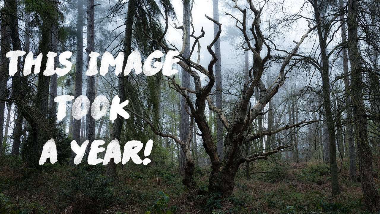 One of the most IMPORTANT things for LANDSCAPE photography of WOODLAND