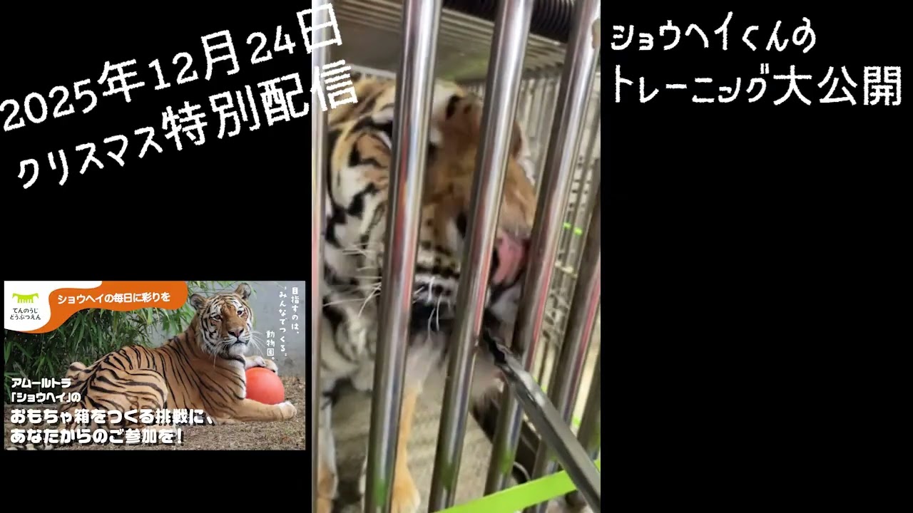 【天王寺動物園】アムールトラのショウヘイ、体重測定トレーニング大公開🎂2025年12月24日クリスマス特別ライブ配信🎂