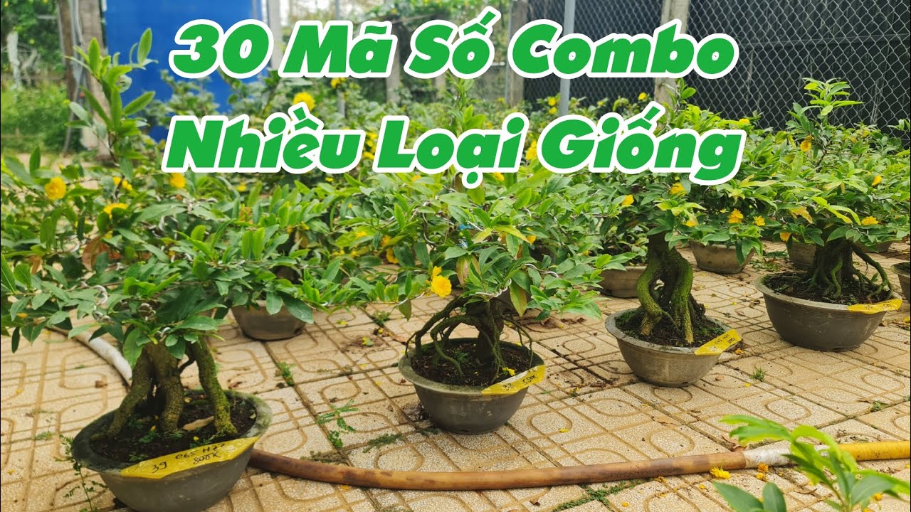 Ngày 23/02. 30 Mã Số Bình Lợi, Ông Thầy, Thọ Hương, Bạch Mai, Sài Gòn...☎Út 0353777111